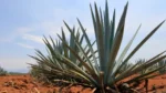History of Tequila in Mexico