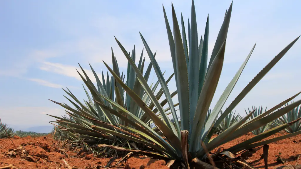 History of Tequila in Mexico